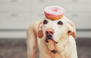 picture of a dog with the best donut in cleveland ohio on his head