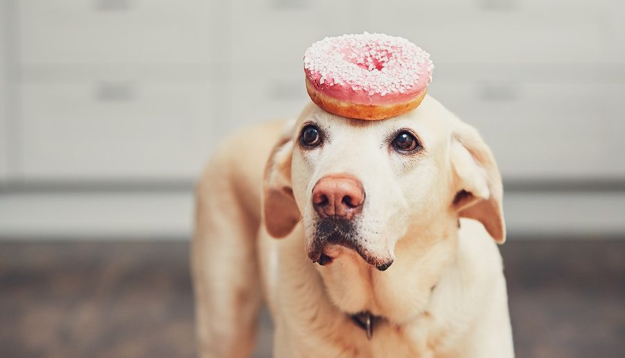 picture of a dog with the best donut in cleveland ohio on his head