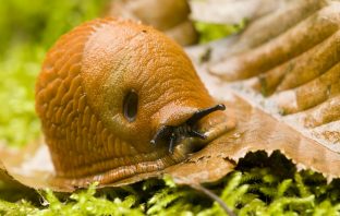 Red slug, Arion, crawling on a dead leaf among moss