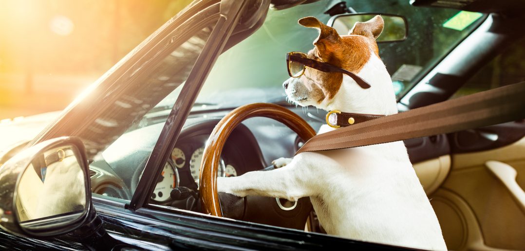 Why It’s Important for Pets to Buckle Up